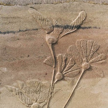 sirewall
