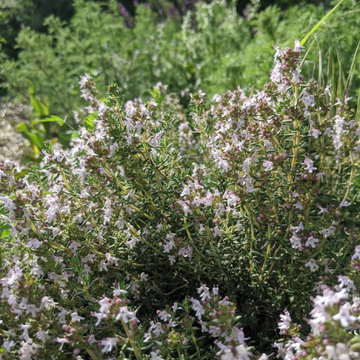 Potager en Permaculture