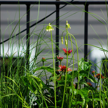 West Town Woodland and Prairie Pollinator Gardens