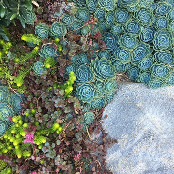 Planting