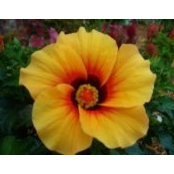 Colleen Cook's photo