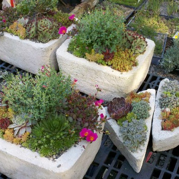 Hypertufa Trough Gardens