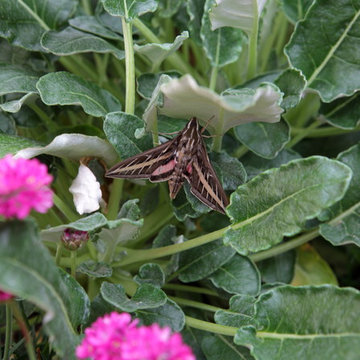 Red Buckwheat