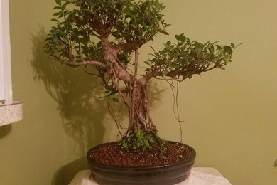 Ficus Bonsai Tree - Very Old Specimen