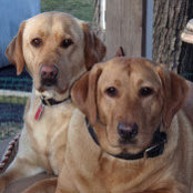 Al Runde's photo