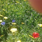 Foto von Marie Henning