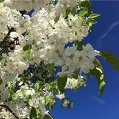 Alice Argento's photo