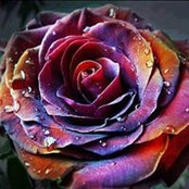 Rosa Pugas billede