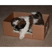 Jody Holsworth-Larmour's photo