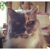 Nina Blagojevic's photo