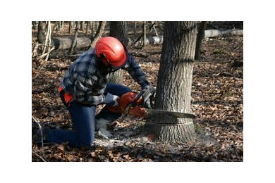 Tree felling Project.