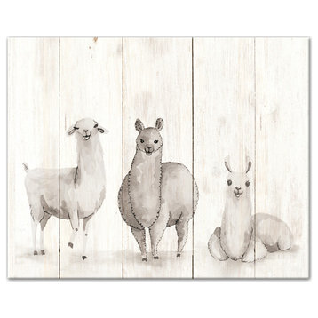 All The Llamas 20x16 Canvas Wall Art