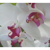 Fanny Gardner's photo