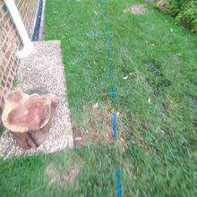 Chrissies Garden Progress