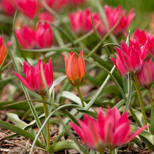 På forkant med forårsblomsterne – derfor skal du lægge løgene nu!