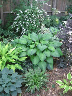 Hostas that Compliment each other