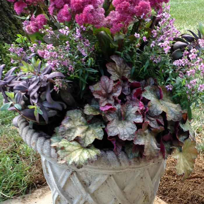 Perennials and Annuals combined: Sedum Autumn Joy, Heaucera, Leocothoe, Salvia and Client Planter. Fall 2020