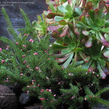 Garden Paths