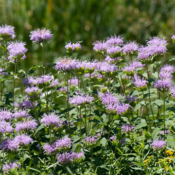 Wild Bergamot / Monarda fistulosa