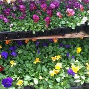 Bulk's Nurseries's photo