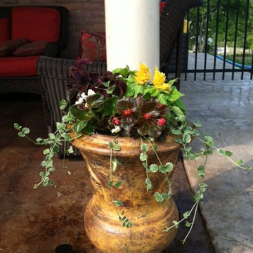 Annual Color