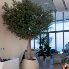 Plants And Planters