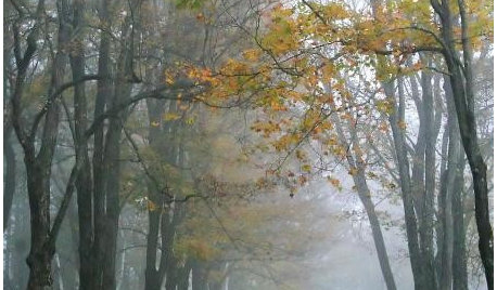 How to: Take Atmospheric Garden Photos in Mist and Fog