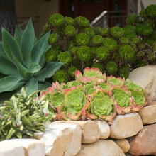 Waterwise Dry Texas Garden Ideas