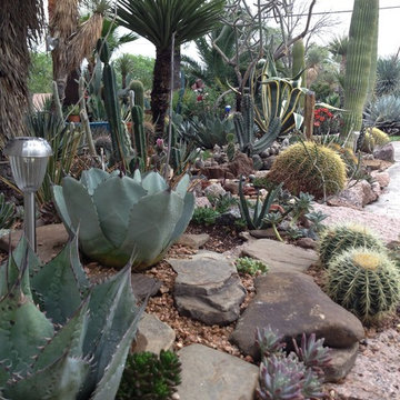 Miscellaneous Cacti & Succulent Landscapes by Rhinamic
