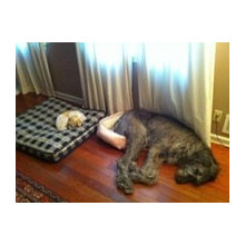 pets