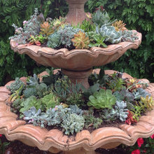 succulent fountain