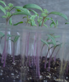 lowest temp for tomato seedlings lowest temp for tomato seedlings