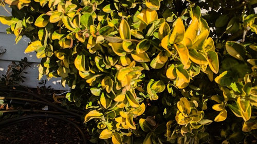 Yellowing Laurel leaves with brown spots  Inland San Diego 92026