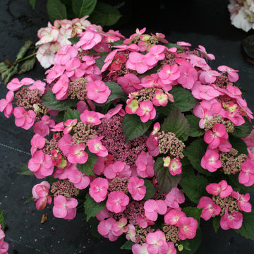 Tuff Stuff™ Mountain Hydrangea