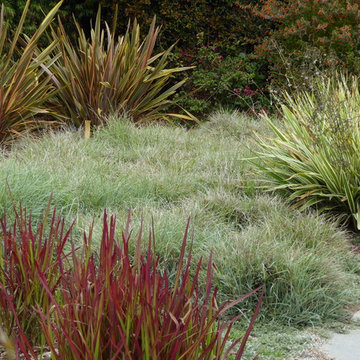 Carpinteria lawn replacement