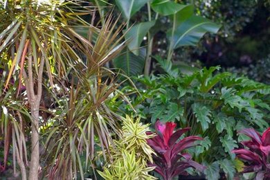 Photo of a tropical garden in Brisbane.