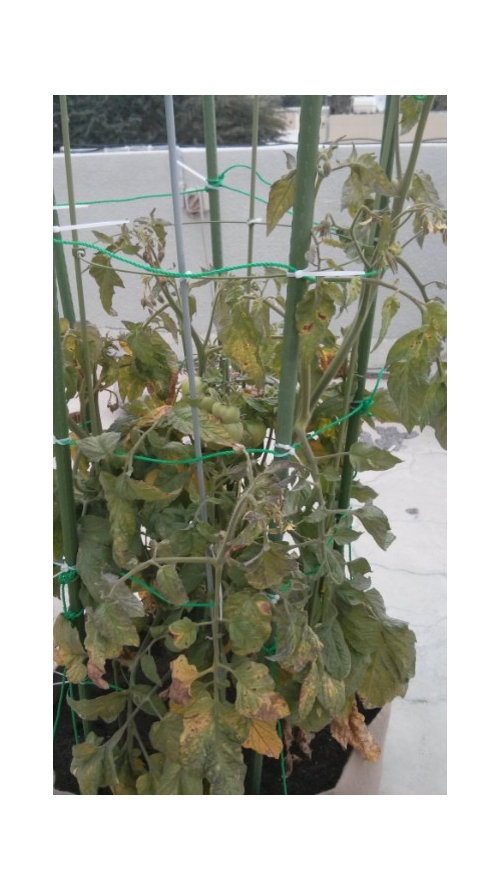 unhealthy tomato plant