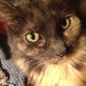 Lisa Ammerman's photo