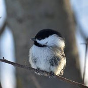 Lynde Dybvig's photo