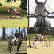 Equine 4 Life's photo