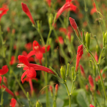 Ragin’ Cajun™ Ruellia Ruellia elegans Ragin' Cajun™