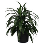 Scape Supply - Live 3' Janet Craig Bush Package, Black - The "Janet Craig" is a very versatile plant coming in a variety of sizes and shapes.  This live Dracaena Fragrans variety is a wonderful bushy option with long, bright, shiney leaves that works well to frame a sofa or fireplace mantel.  The Janet Craig is very resilient to lighting and watering schedules and is a go to plant for most commercial interior landscape projects.