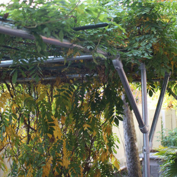 Wisteria Support Trellis and Pergola