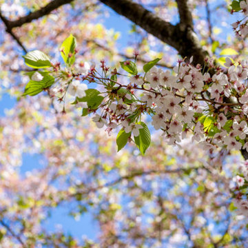 A Checklist For Your Spring Tree Care Routine