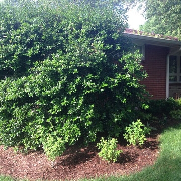 Shady Front Yard
