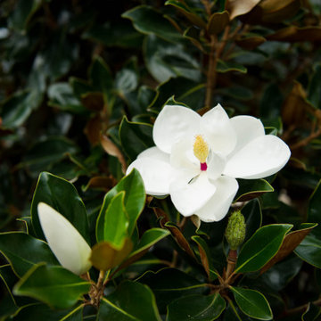 Evergreen Trees & Shrubs