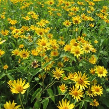 native plants