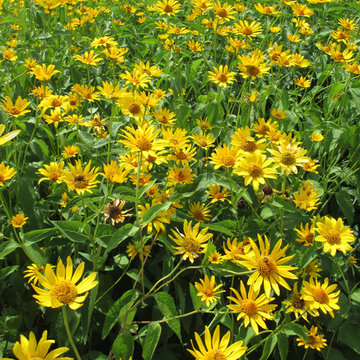 ]Heliopsis helianthoides
