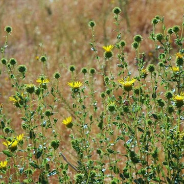 Grindelia Camporum