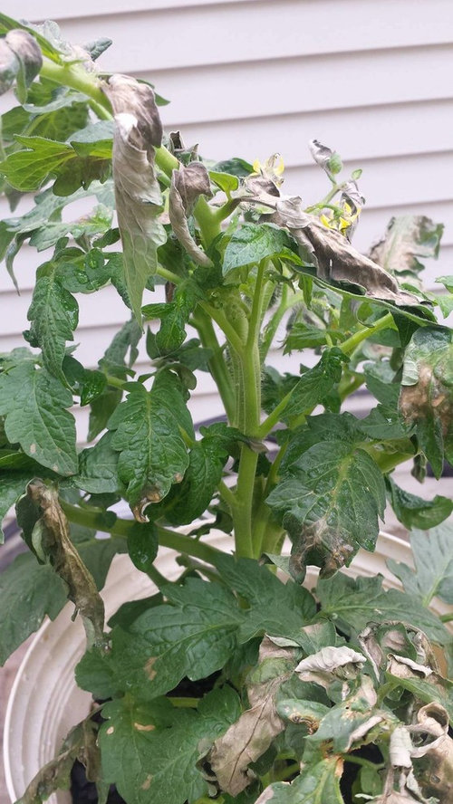 Wilting leaves. What do I do?